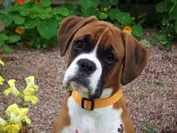 Beautiful Boxer Dog Face Boxer Dog Breed Cute Boxer Puppies Boxer Puppies