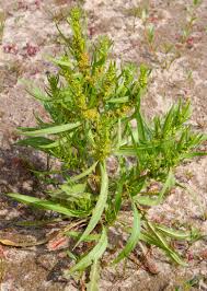 Image result for Rumex