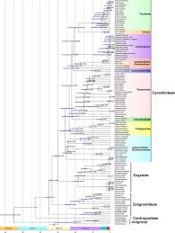 Image result for Eragrostis caespitosa