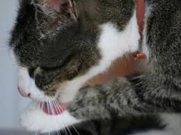 Kedi Piresi Insana Eve Yayilir Mi Pirelerden Korunma Yollari Kizlarsoruyor