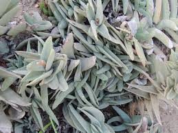 Image result for Crassula perfoliata