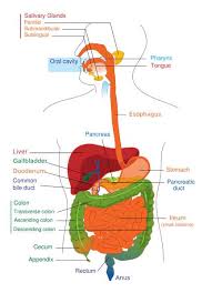 Science For Kids The Digestive System