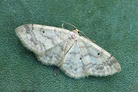 Image result for Idaea biselata