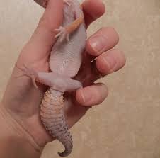 Breeding a female too young can hurt its. How To Breed Leopard Geckos Our Reptile Forum