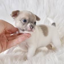 Free shipping and free returns on eligible items. Lavender A Lavender White Female Chihuahua Puppy 631503 Puppyspot