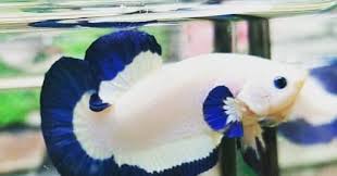Blue rim di pakein ketapang, boleh ndak ya?!?! Harga Ikan Cupang Blue Rim