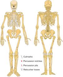 A species of extinct hominins that lived throughout most of. Overview Of The Anthropogenic Modifications Observed On The Neandertal Download Scientific Diagram