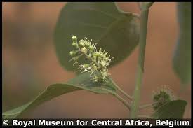 Image result for Combretum collinum