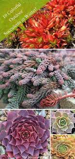 Maybe you would like to learn more about one of these? 10 Outdoor Succulents For Winter Color The Succulent Eclectic Succulent Garden Outdoor Succulents Cold Hardy Succulents