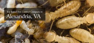 Commercial & industrial pest control in springfield va. Pest Chase Is Top Rated Alexandria Va Pest Control Company Serving Northern Virginia And Maryland