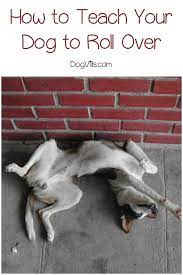 This trick is a really popular one, and it's actually really difficult for a. 9 Easy Steps To Teach Your Dog To Roll Over Dogvills