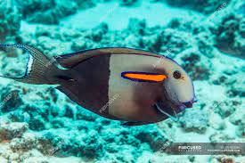Orangeband Surgeonfish Acanthurus Olivaceus Photographed While Scuba Diving Along The Kona Coast Island Of Hawaii Hawaii United States Of America Habitat Conservation Stock Photo 196862080