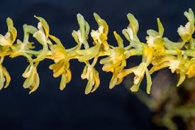 Image result for Ozoroa gomesiana