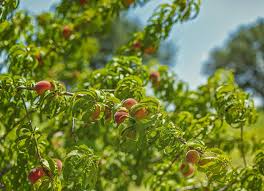 Nurseries & gardening, home decor. Arborists Help Trees Transform University Into Place Made For Shade News Center
