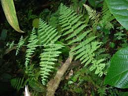 Image result for Hypolepis