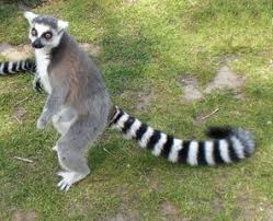 Eine vielzahl von bunten tierfiguren zur auswahl, pinguin, faultier, schwarze katze, affe, maki, känguru, igel, einhorn, waschbär, dinosaurier, ziege und vieles mehr. Biologie Bildersammlung Lemur 4teachers De