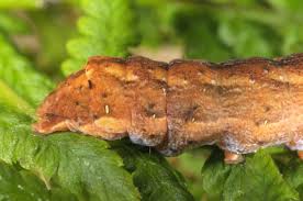 Image result for Hyppa rectilinea