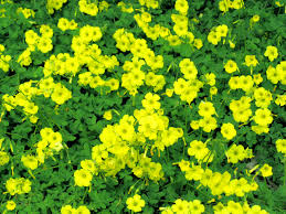 Image result for Oxalis pes-caprae