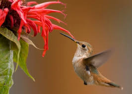 Check spelling or type a new query. The Best Edible Flowers To Grow And Eat Houzz Au