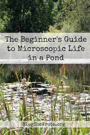 Typically, pond water contains a variety of microorganisms. The Beginner S Guide To Microscopic Life In A Pond Blog She Wrote