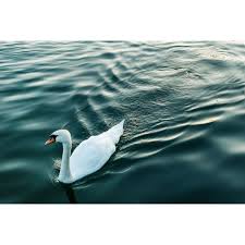 Donauinsel Danube River Swan Animal Beautiful Water Donauinsel Summervibes Summertime Sunset Bluehourphotography Nature Naturebeauty Peac
