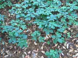 Let's find out more about this kind of vine, in the following facts. Even Plants That Are Typically Harmless Can Cause Reactions And Rashes In Some People