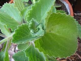 Auch die frage wann kräuter pflanzen am günstigsten ist, möchten wir ihnen gerne beantworten. Plectranthus Ambonicus Aus Neuseeland 5 Krauter Pflanze I 9cmt Krauter Duft Und Wandelgartnerei Schoebel