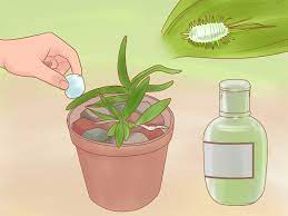 How To Care For A Dendrobium Orchid 12 Steps With Pictures