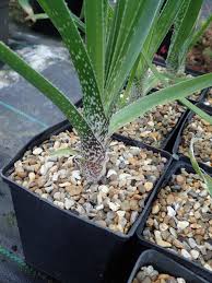 Image result for Aloe cooperi