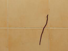 I suspect that i ate contaminated food (salads). How To Get Rid Of Black Worms In Bathroom And Prevent Them From Returning Homenish