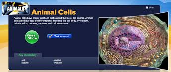 Check spelling or type a new query. Cell Organelles Mr Franklin S Science Lab