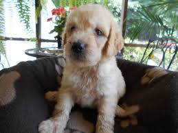 These goldendoodles puppies located in north carolina come from different cities, including, mooresville. Goldendoodle Puppies For Sale Troutman Nc 226553
