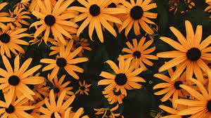 Collection by muskan arshad • last updated 2 weeks ago. Wallpaper Coneflowers Flowers Flowerbed Many Aesthetic Wallpapers For Chromebook 488550 Hd Wallpaper Backgrounds Download