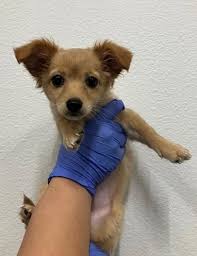 Does this dog look familiar? Any suggestions? Please contact original post 