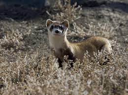 Black Footed Ferret Mustela Nigripes Natureworks
