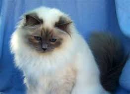Birman Blue Point Kittens For Sale Blue Point Birman Cats Yahoo Image Search Results Birman Cat Birman Kittens Birman Kittens For Sale