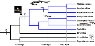 Madison & mya have one little problem. Pheromonal Communication In Urodelan Amphibians Springerlink