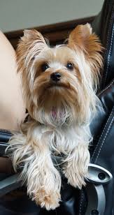 Lostdog Female Yorkie On 2 16 13 In Benders Spring Tx 77386 Montgomery County Possible Sightings In Springtrail Yorkshire Terrier Losing A Dog Yorkie Puppy