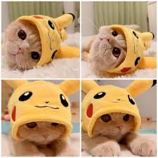 Here S Something To Make Everyone Feel Better In 2020 Pikachu Cat Cute Baby Cats Cute Cat Wallpaper