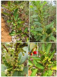 Image result for Erythroxylum