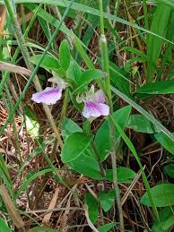 Image result for Brachycorythis