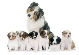 Discover Your Dogs Family Tree With An Akc Certified