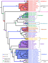 Image result for Hirpicium gracile