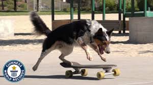 I'm sure most of you have been regularly exposed to images of dogs hilariously riding skateboards: Fastest Skateboarding Dog Guinness World Records Youtube