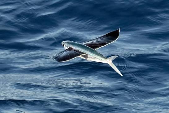 Margined Flyingfish (Cheilopogon cyanopterus) · iNaturalist