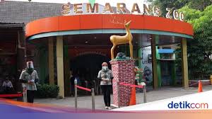 Bagi pengendara dari arah jakarta atau depok bisa melewati sentul via pintu tol sentul selatan. Semarang Zoo Buka Lagi Ada 2 Harimau Baru Covi Dan Vivid