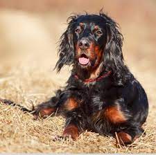 We did not find results for: Gordon Setter Puppies For Sale Adoptapet Com