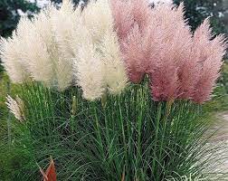 Pink Pampas Grass Seeds Cortaderia Selloana Tall Grasses 50 Seeds In 2021 Pink Pampas Grass Pampas Grass Seed Ornamental Grasses