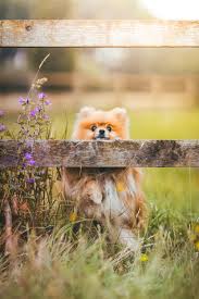 500 Pomeranian Pictures Hd Download Free Images On Unsplash