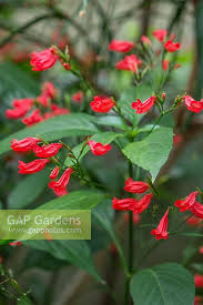 Image result for Ruellia brevifolia